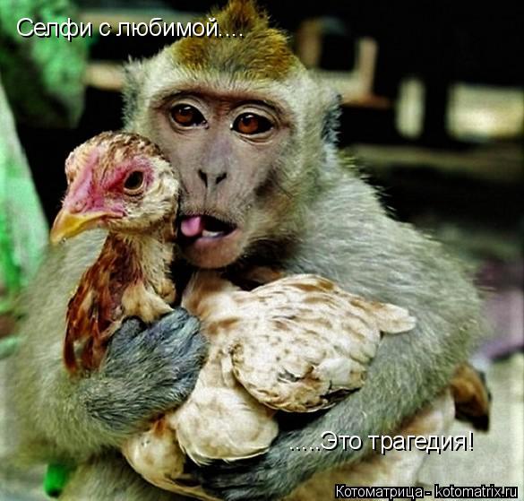 Котоматрица: Селфи с любимой.... .....Это трагедия!