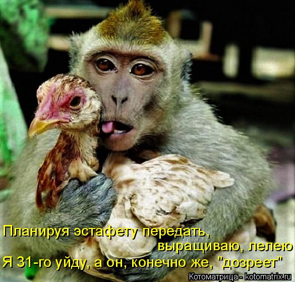 Котоматрица: Планируя эстафету передать, выращиваю, лелею Я 31-го уйду, а он, конечно же, "дозреет"