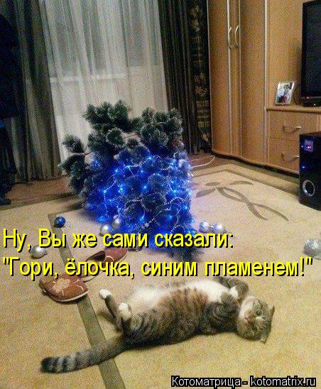 Котоматрица: "Гори, ёлочка, синим пламенем!" Ну, Вы же сами сказали: