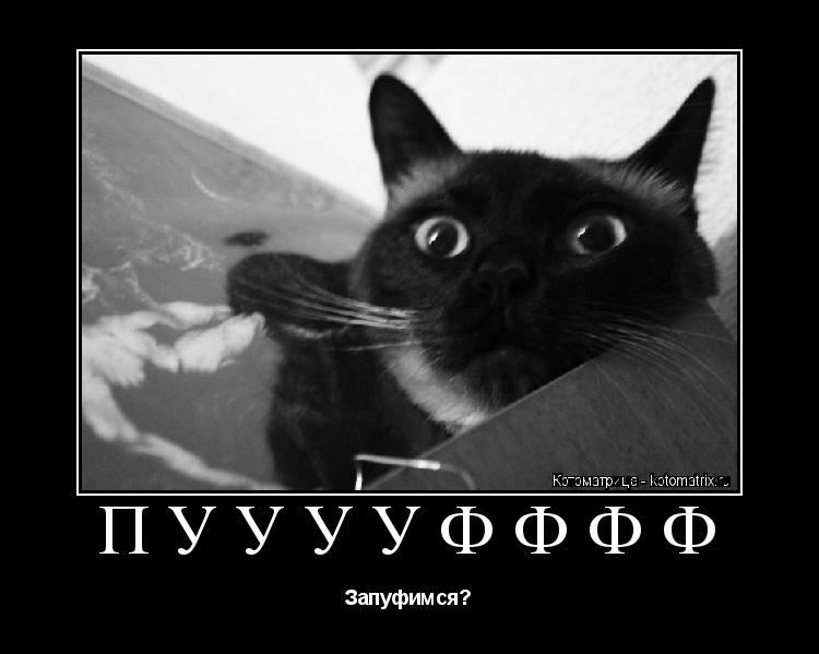 Котоматрица: ПУУУУФФФФ Запуфимся?