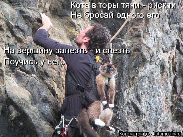 Котоматрица: Кота в горы тяни - рискни Не бросай одного его На вершину залезть - и слезть Поучись у него