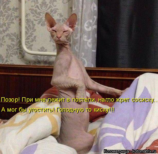Котоматрица: Позор! При мне лежит в постели, нагло жрет сосиску... А мог бы угостить! Голодную то киску!!!