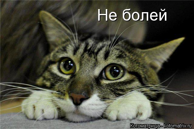 Котоматрица: Не болей