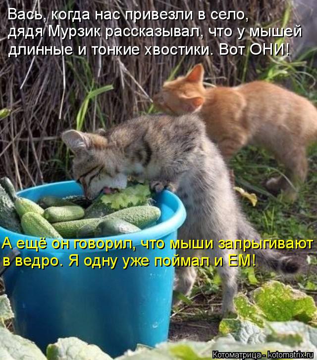 Котоматрица: Вась, когда нас привезли в село, дядя Мурзик рассказывал, что у мышей длинные и тонкие хвостики. Вот ОНИ! А ещё он говорил, что мыши запрыгива