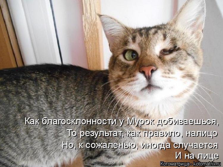 Котоматрица: Как благосклонности у Мурок добиваешься, То результат, как правило, налицо Но, к сожаленью, иногда случается И на лице