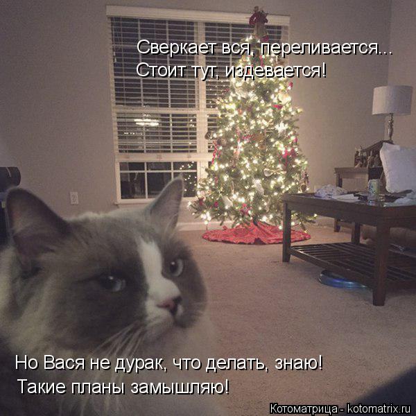 Котоматрица: Сверкает вся, переливается... Стоит тут, издевается! Но Вася не дурак, что делать, знаю! Такие планы замышляю!