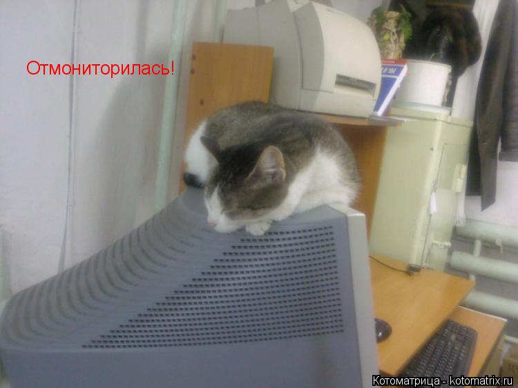 Котоматрица: Отмониторилась!