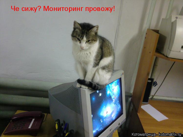 Котоматрица: Че сижу? Мониторинг провожу!