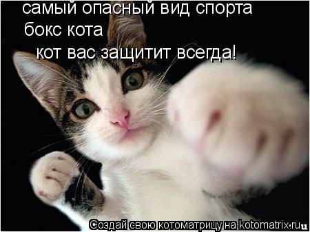 Котоматрица: самый опасный вид спорта бокс кота кот вас защитит всегда!