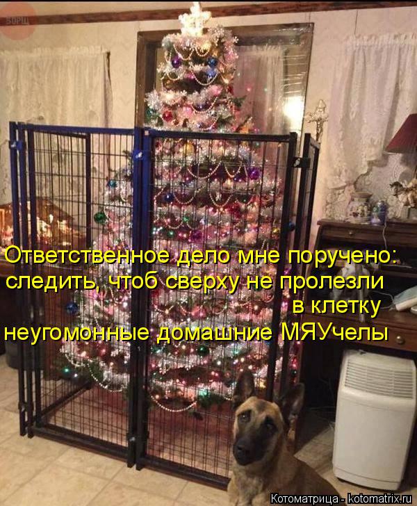 Котоматрица: Ответственное дело мне поручено: следить, чтоб сверху не пролезли в клетку неугомонные домашние МЯУчелы