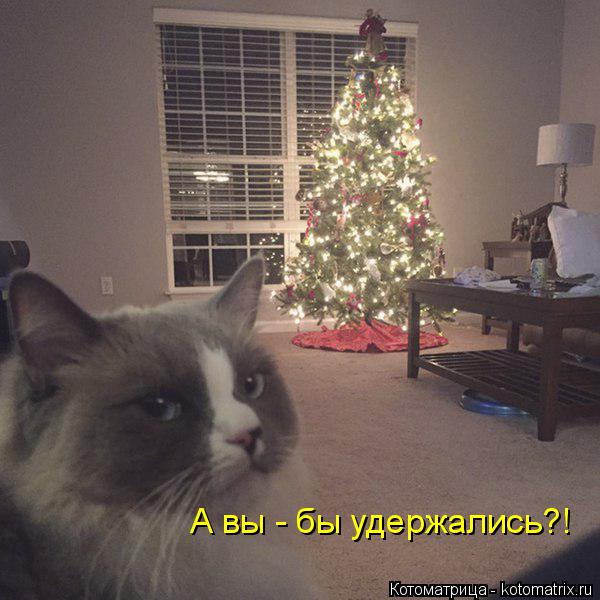 Котоматрица: А вы - бы удержались?!