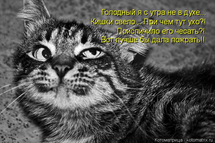 Котоматрица: Голодный я с утра не в духе... Кишки свело... При чем тут ухо?! Приспичило его чесать?! Вот лучше бы дала пожрать!!