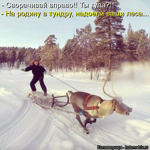 Котоматрица: - Сворачивай вправо!! Ты куда?!! - На родину в тундру, надоели ваши леса...