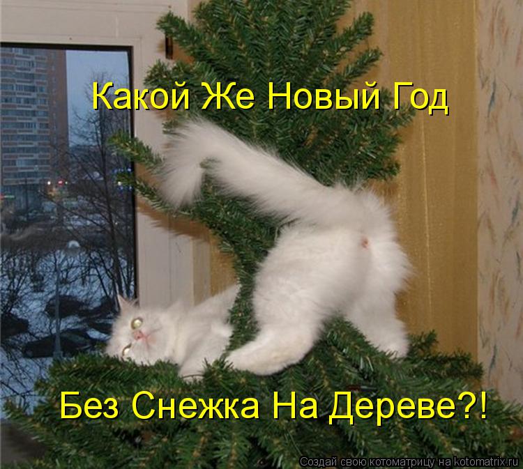 Котоматрица: Какой Же Новый Год Без Снежка На Дереве?!