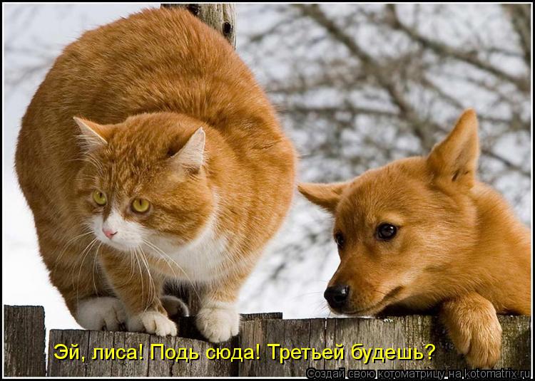 Котоматрица: Эй, лиса! Подь сюда! Третьей будешь?