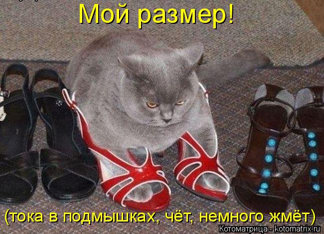 Котоматрица: Мой размер! (тока в подмышках, чёт, немного жмёт)
