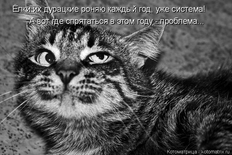 А вот где спрятаться в этом году - проблема... Ёлки их дурацкие роняю каждый год, уже система!... Котоматрица: А вот где спрятаться в этом году - проблема... Ёлки их дурацкие роняю каждый год, уже система!