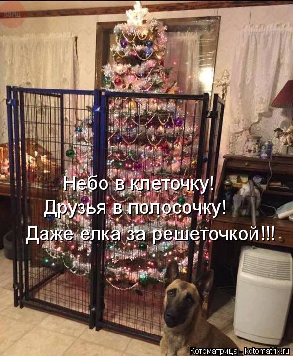 Котоматрица: Небо в клеточку! Друзья в полосочку! Даже елка за решеточкой!!!