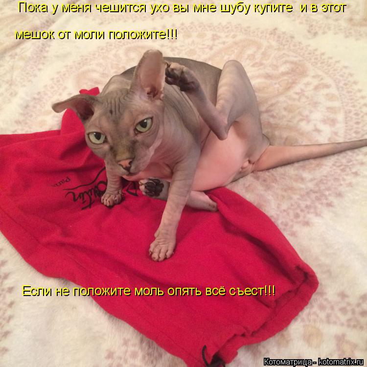Котоматрица: Если не положите моль опять всё съест!!! мешок от моли положите!!! Пока у меня чешится ухо вы мне шубу купите  и в этот