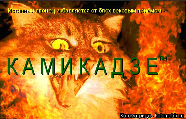 Котоматрица: Истинный японец избавляется от блох вековым приёмом -  К А М И К А Д З Е тм