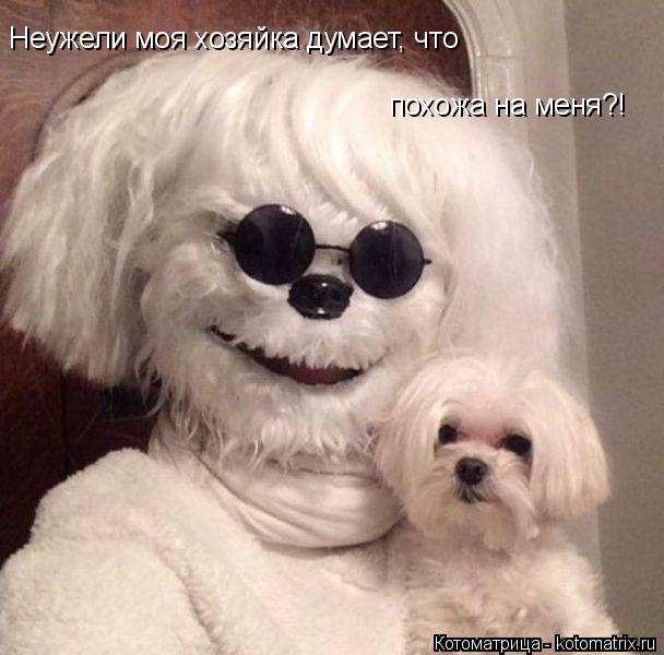 Котоматрица: Неужели моя хозяйка думает, что  похожа на меня?!