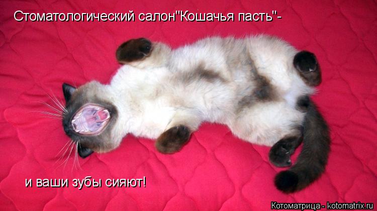Стоматологический салон"Кошачья пасть"- и ваши зубы сияют!... Котоматрица: Стоматологический салон"Кошачья пасть"- и ваши зубы сияют!
