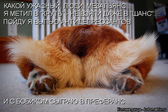 Котоматрица: КАКОЙ УЖАСНЫЙ, ЛЮДИ, МЕЗАЛЬЯНС... Я МЕТИЛ В "КРУТЬ" - НЕ ВЗЯЛИ ДАЖЕ В "ШАНС".... ПОЙДУ Я ВЫПЬЮ АНТИДЕПРЕССАНТОВ  И С БОБИКОМ СЫГРАЮ В ПРЕФЕРАНС...
