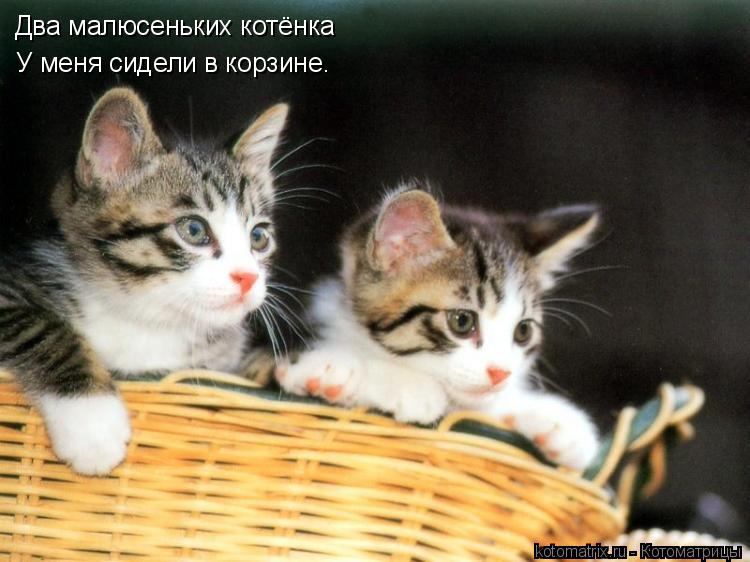 Котоматрица: Два малюсеньких котёнка У меня сидели в корзине.