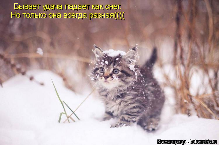 Котоматрица: Бывает удача падает как снег. Но только она всегда разная((((
