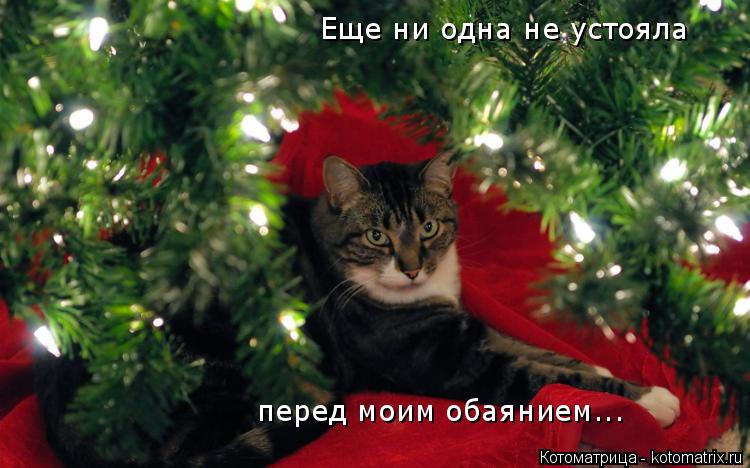 Котоматрица: Еще ни одна не устояла перед моим обаянием...