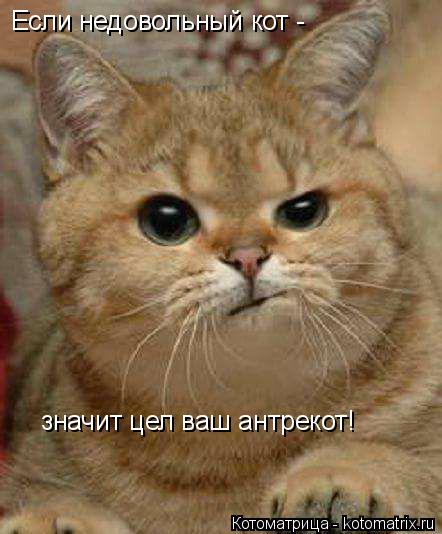 Котоматрица: Если недовольный кот -  значит цел ваш антрекот!
