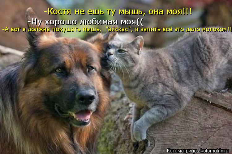 Котоматрица: -Костя не ешь ту мышь, она моя!!! -Ну хорошо любимая моя(( -А вот я должна покушать мышь,  "вискас", и запить всё это дело молоком!!!