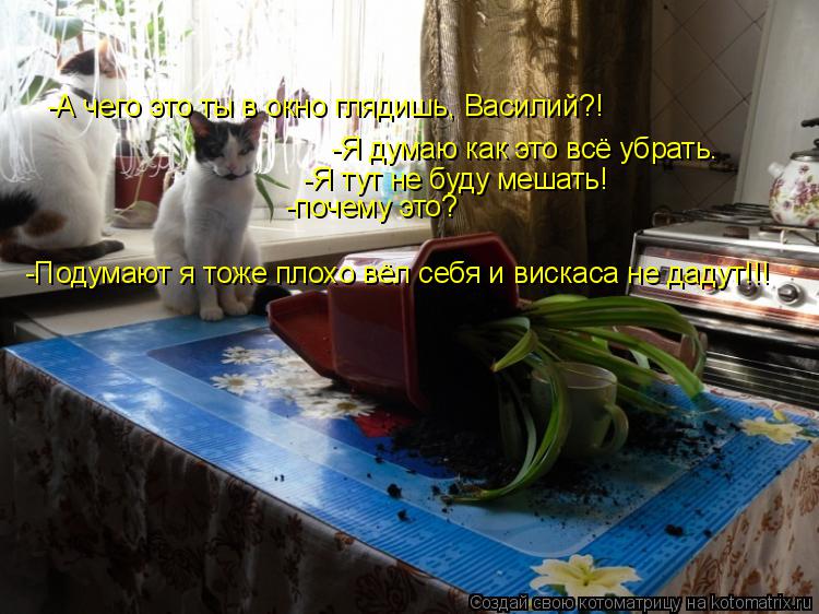 Котоматрица: -А чего это ты в окно глядишь, Василий?! -Я думаю как это всё убрать. -Я тут не буду мешать! -почему это? -Подумают я тоже плохо вёл себя и вискаса