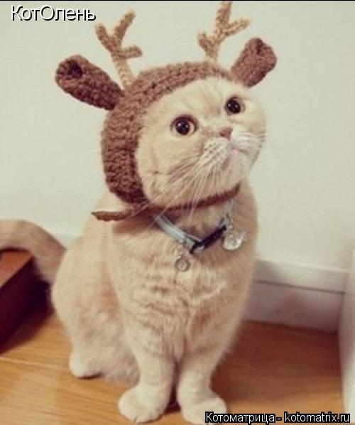 Котоматрица: КотОлень