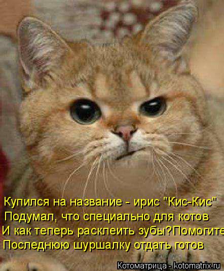 Котоматрица: Купился на название - ирис "Кис-Кис" Подумал, что специально для котов И как теперь расклеить зубы?Помогите Последнюю шуршалку отдать готов