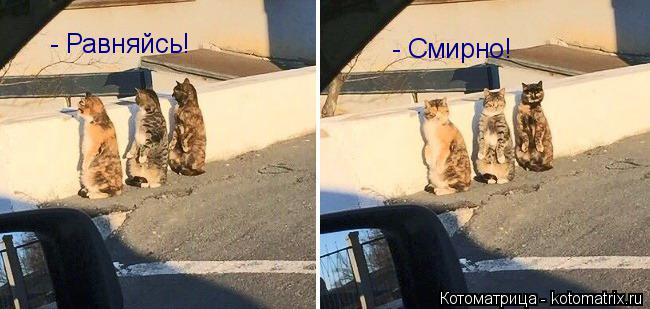 Котоматрица: - Равняйсь! - Смирно!