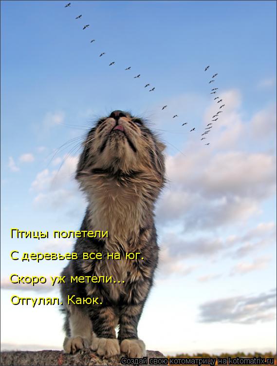 Птицы полетели С деревьев все на юг. Скоро уж метели... Отгулял. Каюк.... Котоматрица: Птицы полетели С деревьев все на юг. Скоро уж метели... Отгулял. Каюк.