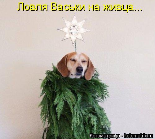 Ловля Васьки на живца...... Котоматрица: Ловля Васьки на живца...