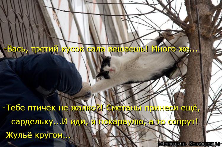 -Вась, третий кусок сала вешаешь! Много же... -Тебе птичек не жалко?! Сметаны принеси ещё, сардельку.... Котоматрица: -Вась, третий кусок сала вешаешь! Много же... -Тебе птичек не жалко?! Сметаны принеси ещё, сардельку...И иди, я покараулю, а то сопрут! Жульё круг