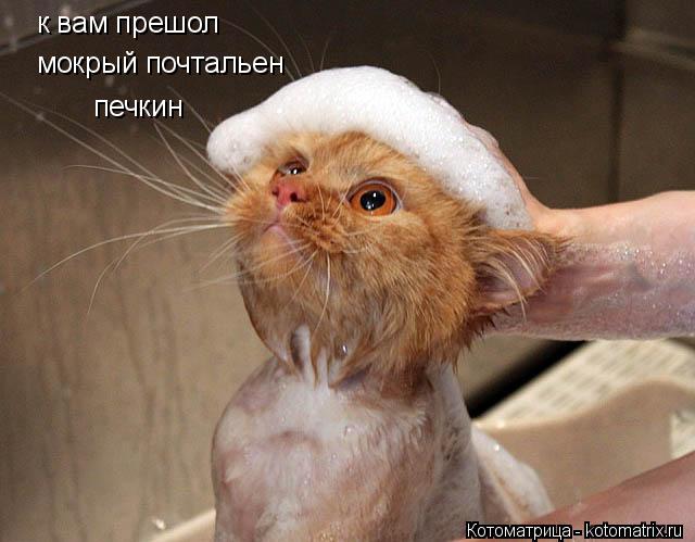 к вам прешол мокрый почтальен печкин... Котоматрица: к вам прешол мокрый почтальен печкин