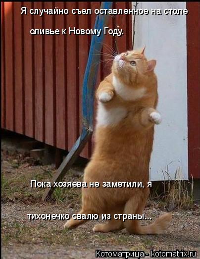 Я случайно съел оставленное на столе оливье к Новому Году. Пока хозяева не заметили, я тихонечко сва... Котоматрица: Я случайно съел оставленное на столе оливье к Новому Году. Пока хозяева не заметили, я тихонечко свалю из страны...