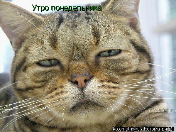 Утро понедельника... Котоматрица: Утро понедельника