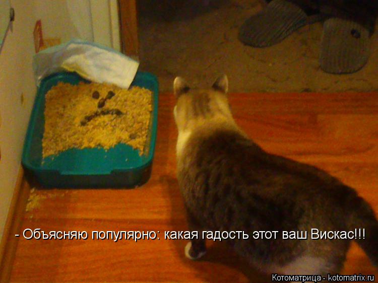 - Объясняю популярно: какая гадость этот ваш Вискас!!!... Котоматрица: - Объясняю популярно: какая гадость этот ваш Вискас!!!
