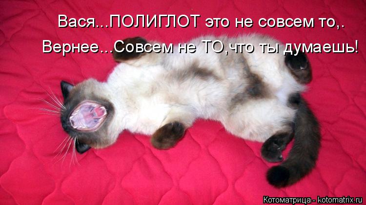 Вася...ПОЛИГЛОТ это не совсем то,. Вернее...Совсем не ТО,что ты думаешь!... Котоматрица: Вася...ПОЛИГЛОТ это не совсем то,. Вернее...Совсем не ТО,что ты думаешь!