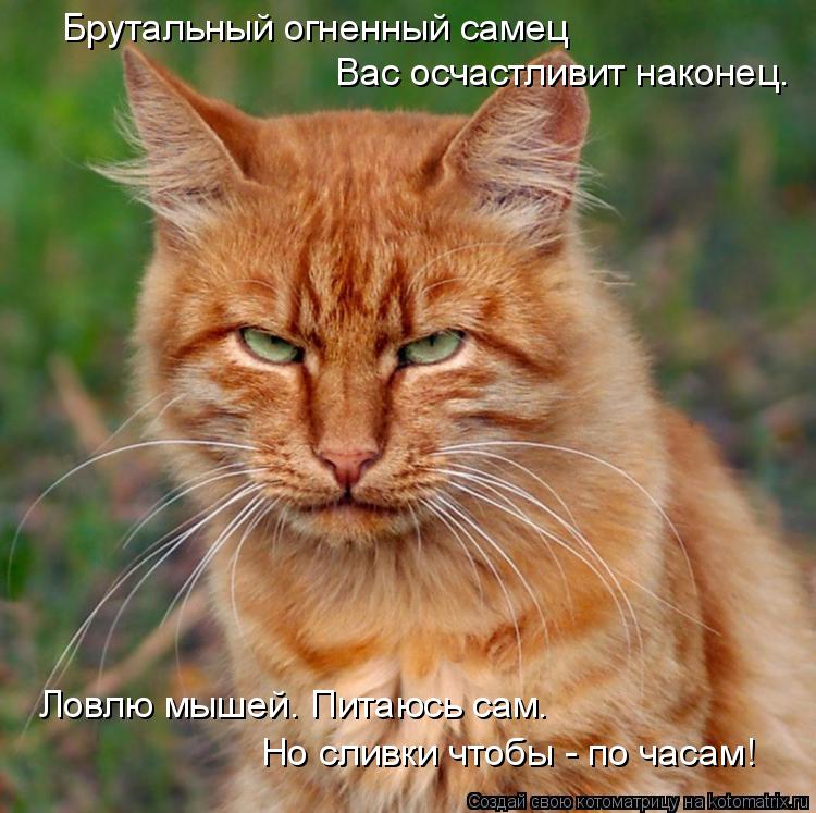 Брутальный огненный самец Вас осчастливит наконец. Ловлю мышей. Питаюсь сам. Но сливки чтобы - по час... Котоматрица: Брутальный огненный самец Вас осчастливит наконец. Ловлю мышей. Питаюсь сам. Но сливки чтобы - по часам!