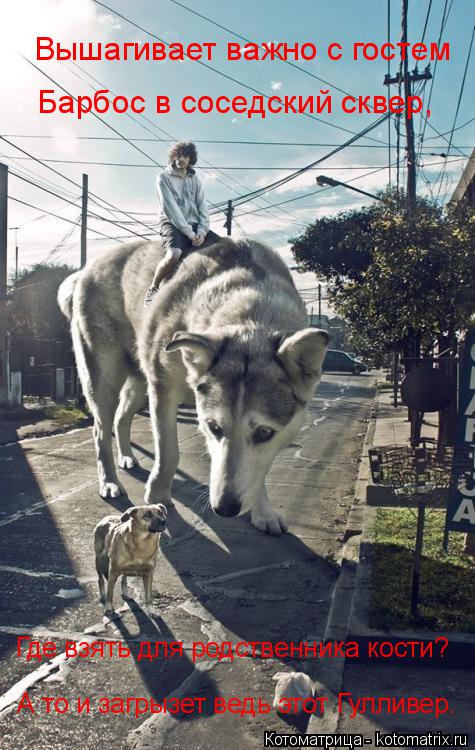 Вышагивает важно с гостем Барбос в соседский сквер, А то и загрызет ведь этот Гулливер. Где взять дл... Котоматрица: Вышагивает важно с гостем Барбос в соседский сквер, А то и загрызет ведь этот Гулливер. Где взять для родственника кости?
