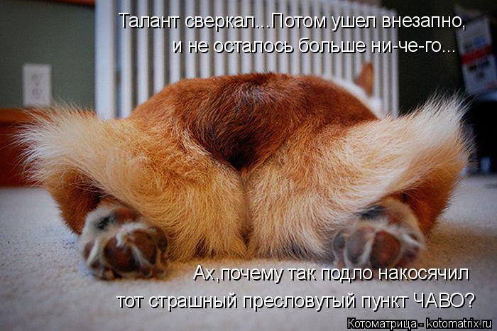 Котоматрица: и не осталось больше ни-че-го... тот страшный пресловутый пункт ЧАВО? Талант сверкал...Потом ушел внезапно,  Ах,почему так подло накосячил