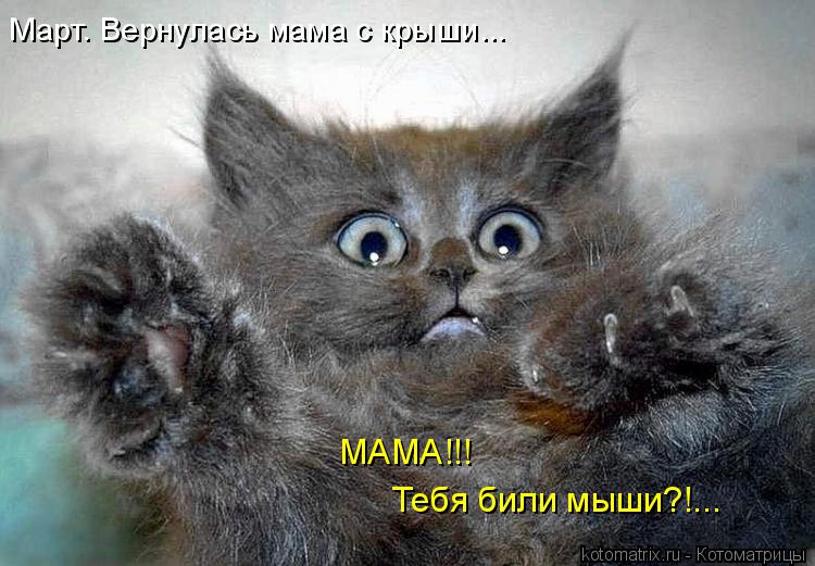 Март. Вернулась мама с крыши... МАМА!!! Тебя били мыши?!...... Котоматрица: Март. Вернулась мама с крыши... МАМА!!! Тебя били мыши?!...