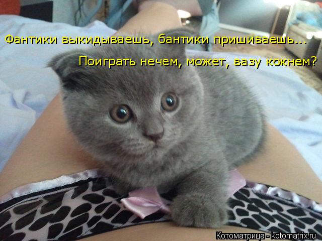 Фантики выкидываешь, бантики пришиваешь... Поиграть нечем, может, вазу кокнем?... Котоматрица: Фантики выкидываешь, бантики пришиваешь... Поиграть нечем, может, вазу кокнем?