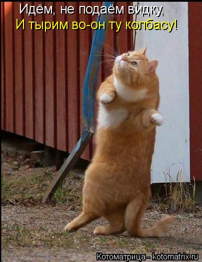 Идём, не подаём видку, И тырим во-он ту колбасу!... Котоматрица: Идём, не подаём видку, И тырим во-он ту колбасу!